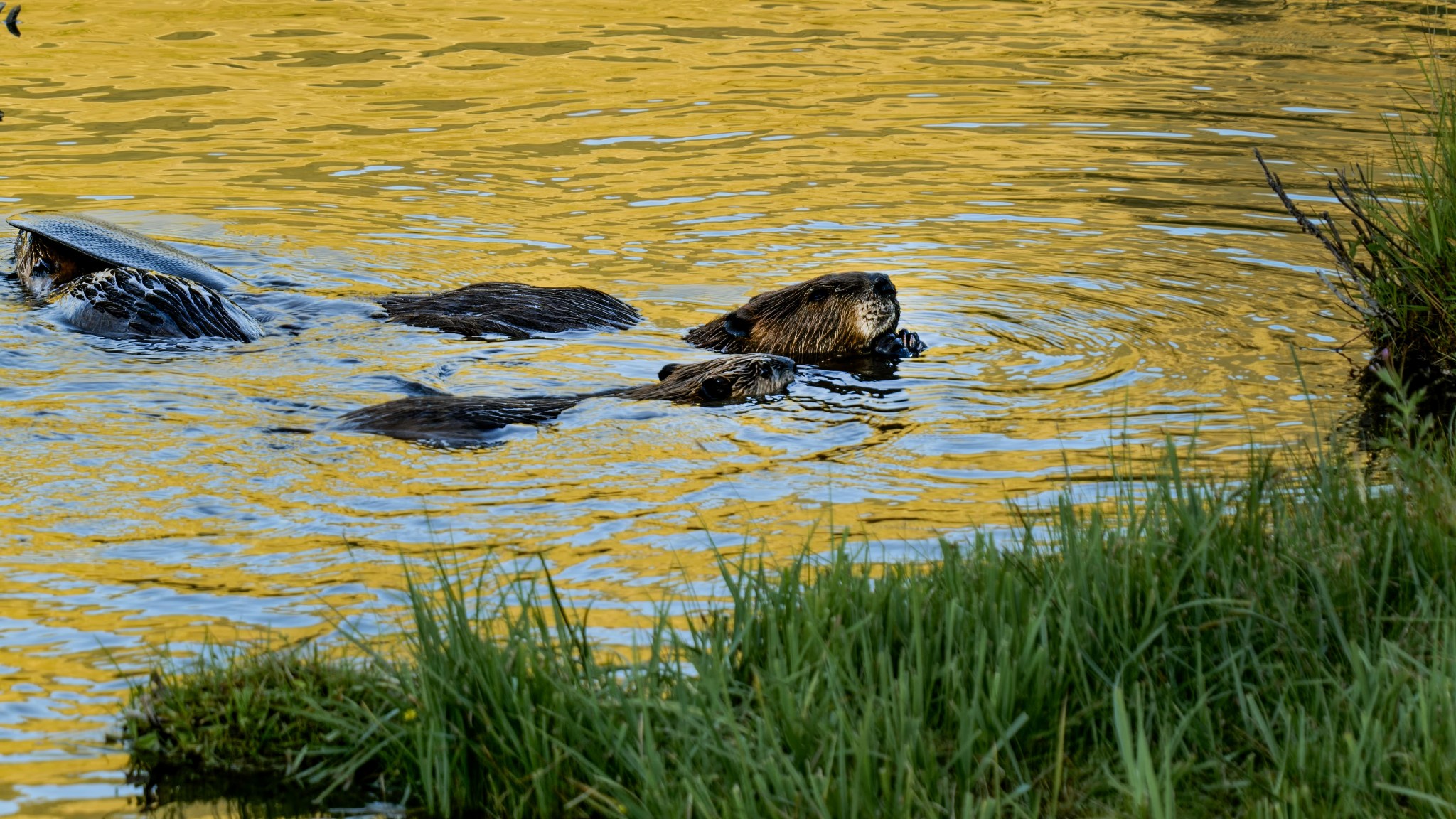 NASA Data Helps Beavers Build Back Streams