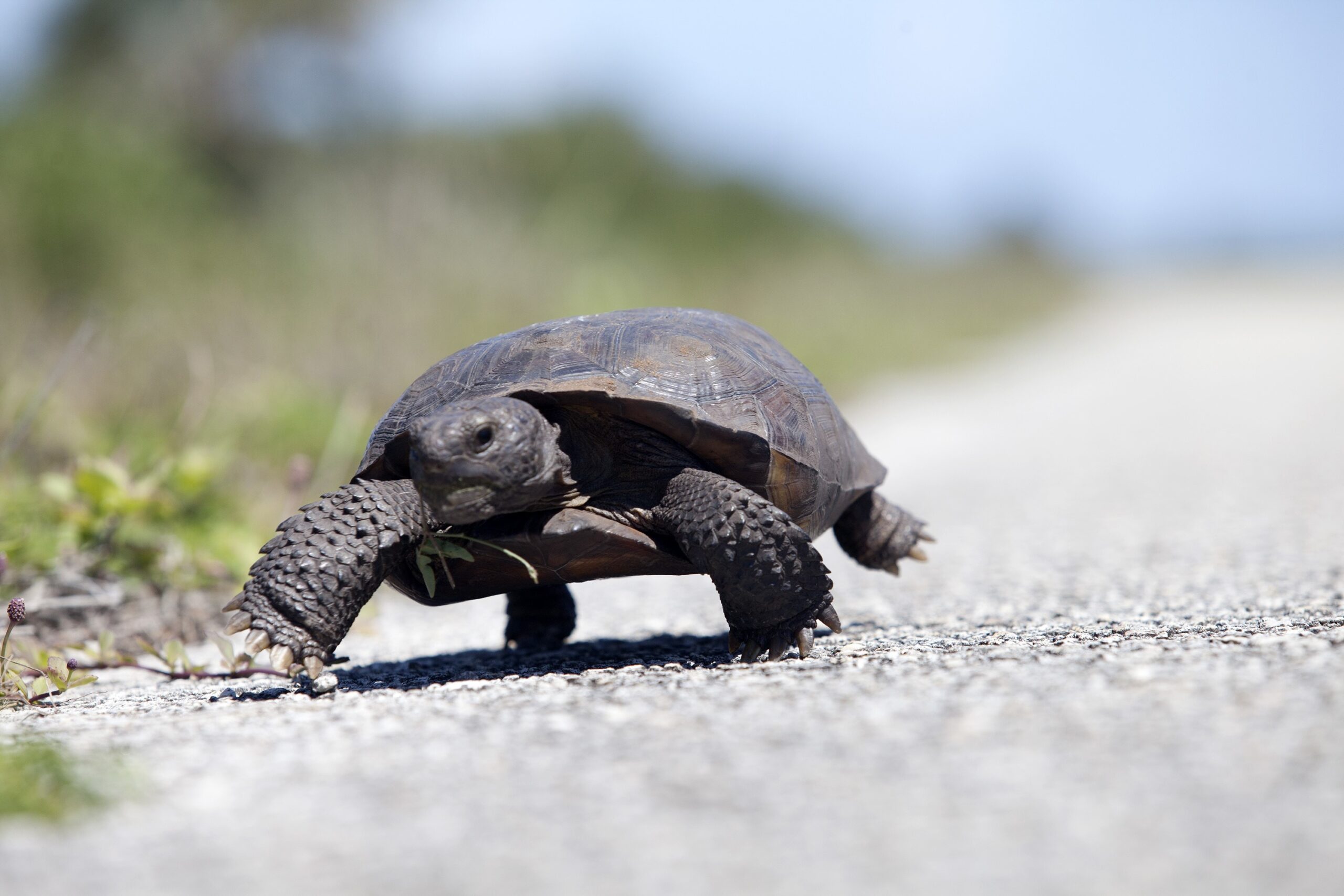 Tortoise Takes a Leisurely Stroll