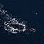 nasa data helps map tiny plankton that feed giant right whales