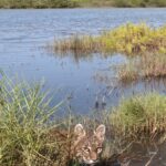 portrait of a bobcat