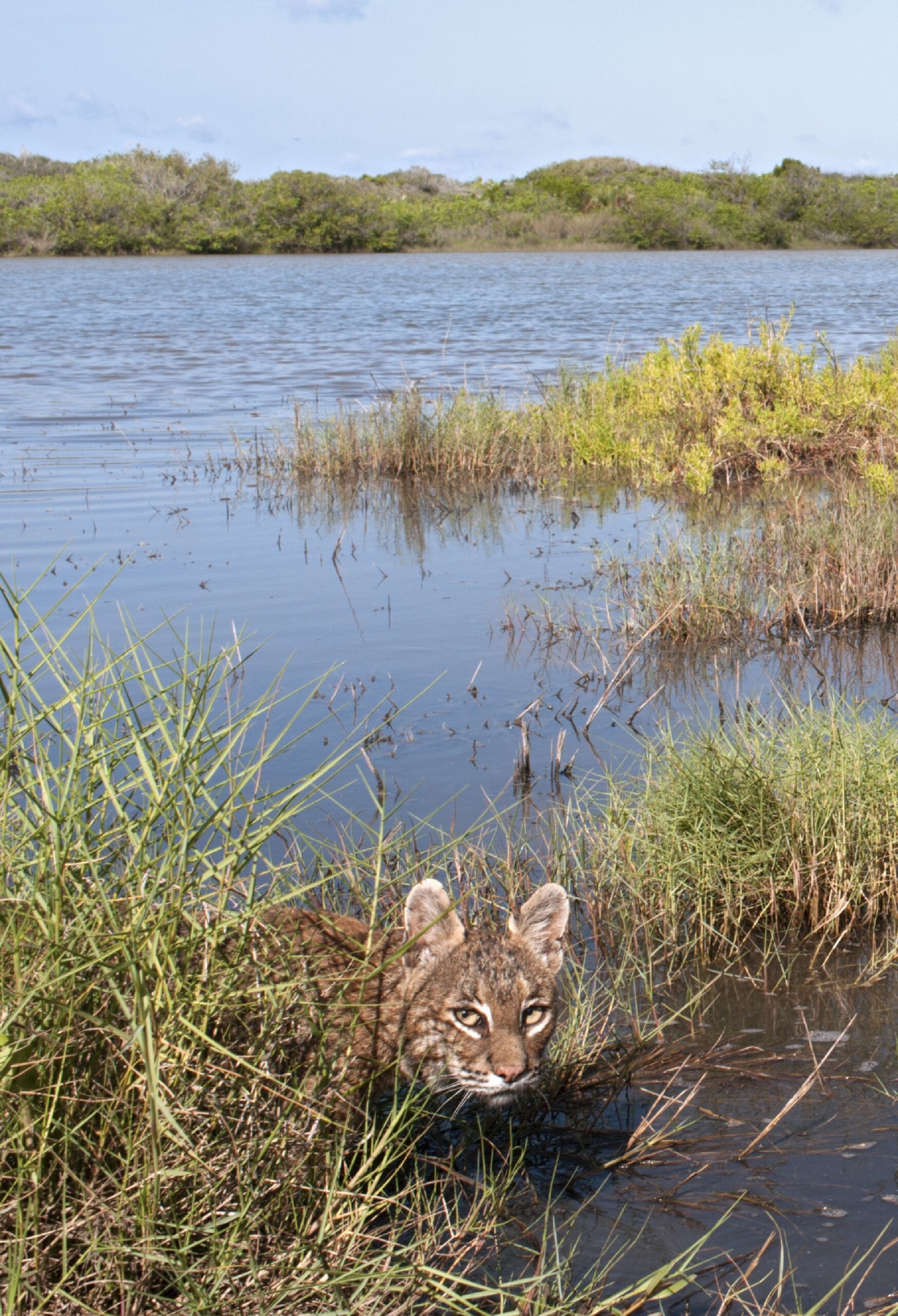portrait of a bobcat