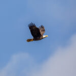 american bald eagle at nasa's kennedy space center