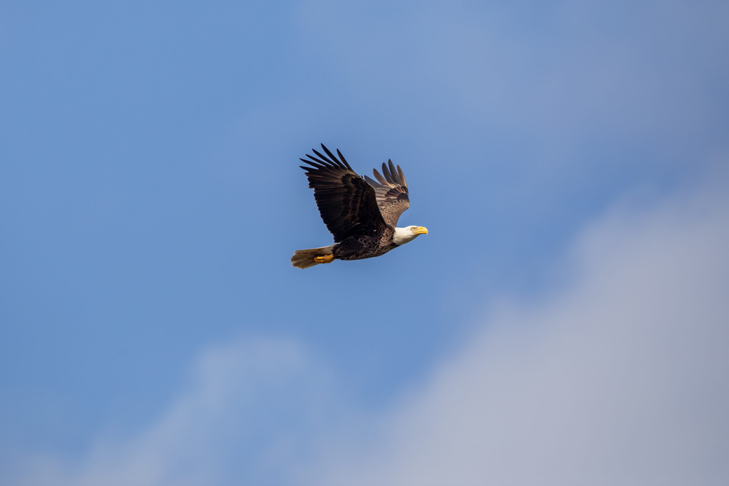 american bald eagle at nasa's kennedy space center